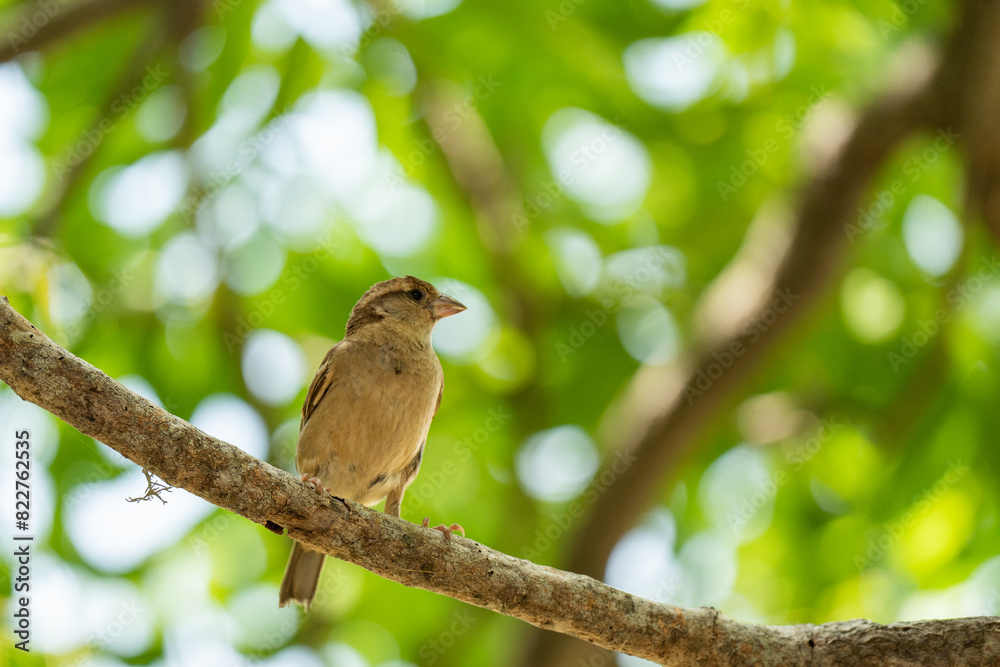 Obraz premium sparrows perched on tree beautifully.