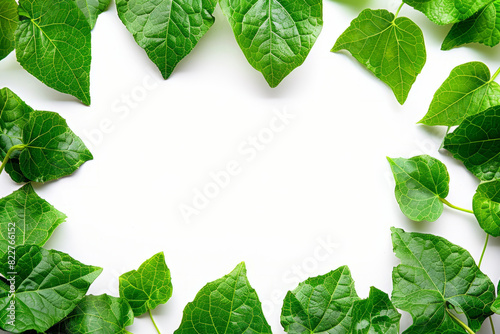 Fresh and Vibrant Green Leaf Frame with Clean White Background