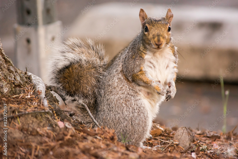Eastern gray squirrel (Sciurus carolinensis) looking straight at you