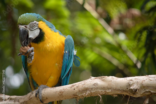 the Back and upper tail feathers of the blue and gold macaw are brilliant blue; the underside of the tail is olive yellow. photo