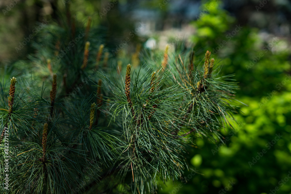 close up of pine needles close up of pine needles