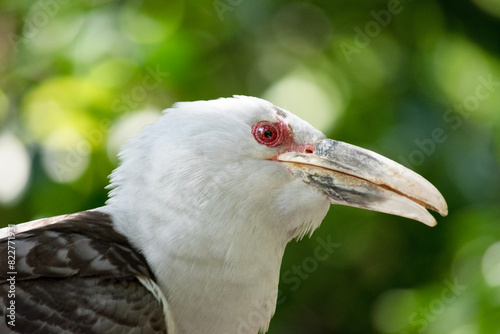 the Channel-billed Cuckoo has a massive pale, down-curved bill, grey plumage (darker on the back and wings) and long barred tail photo