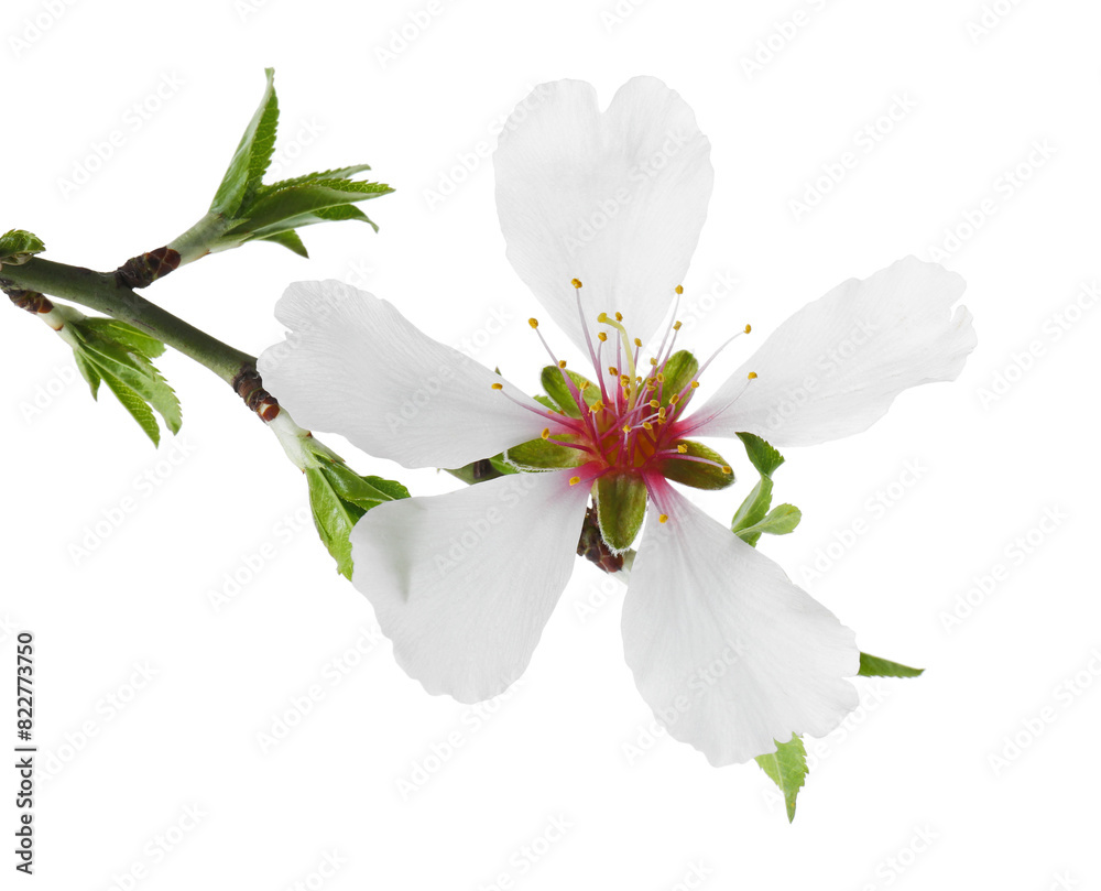 Obraz premium Beautiful blossoming tree branch isolated on white. Spring season