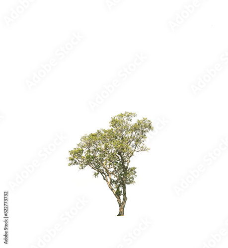 tree isolated on a white background