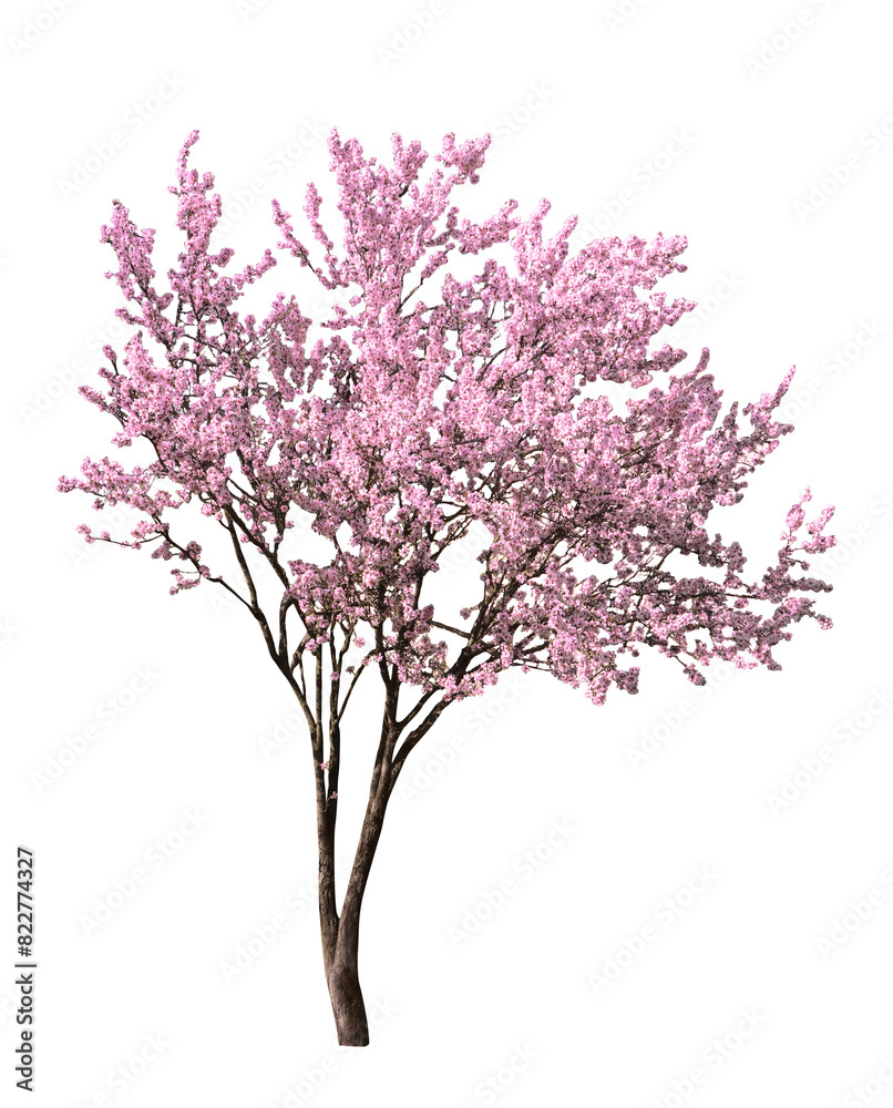 Beautiful blossoming spring tree isolated on white
