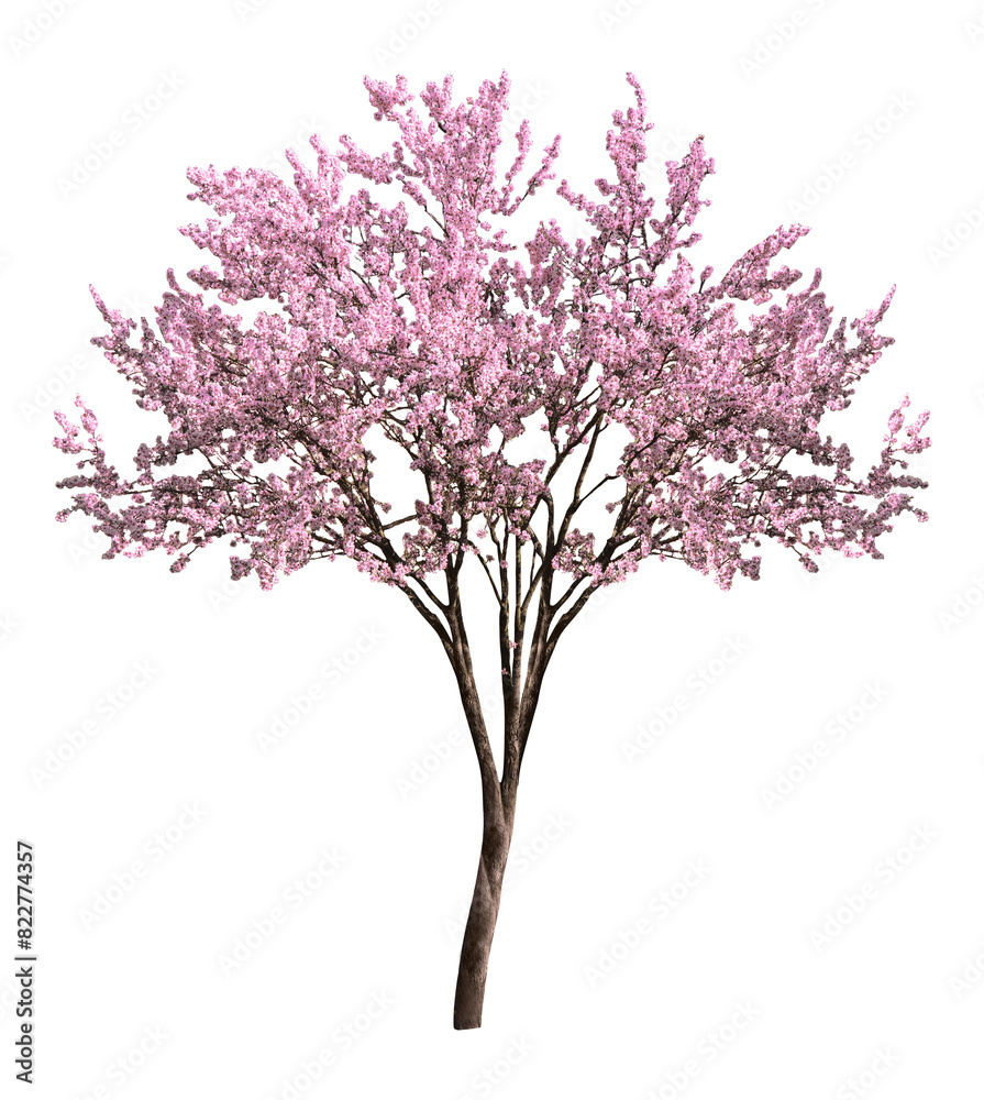 Beautiful blossoming spring tree isolated on white Beautiful blossoming spring tree isolated on white