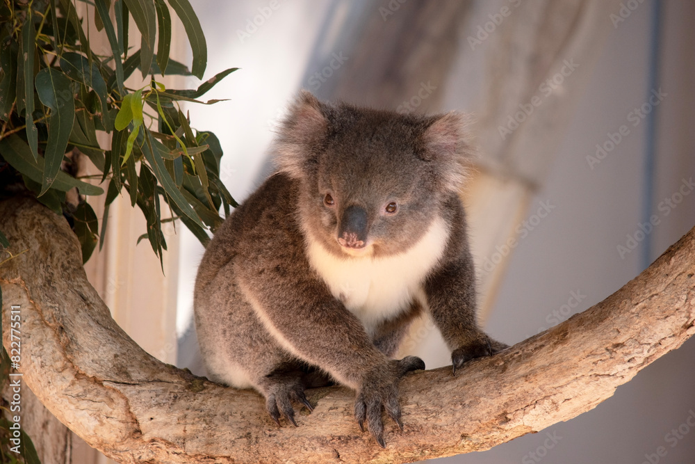 Fototapeta premium the Koala has a large round head, big furry ears and big black nose. Their fur is usually grey-brown in color with white fur on the chest, inner arms, ears and bottom.