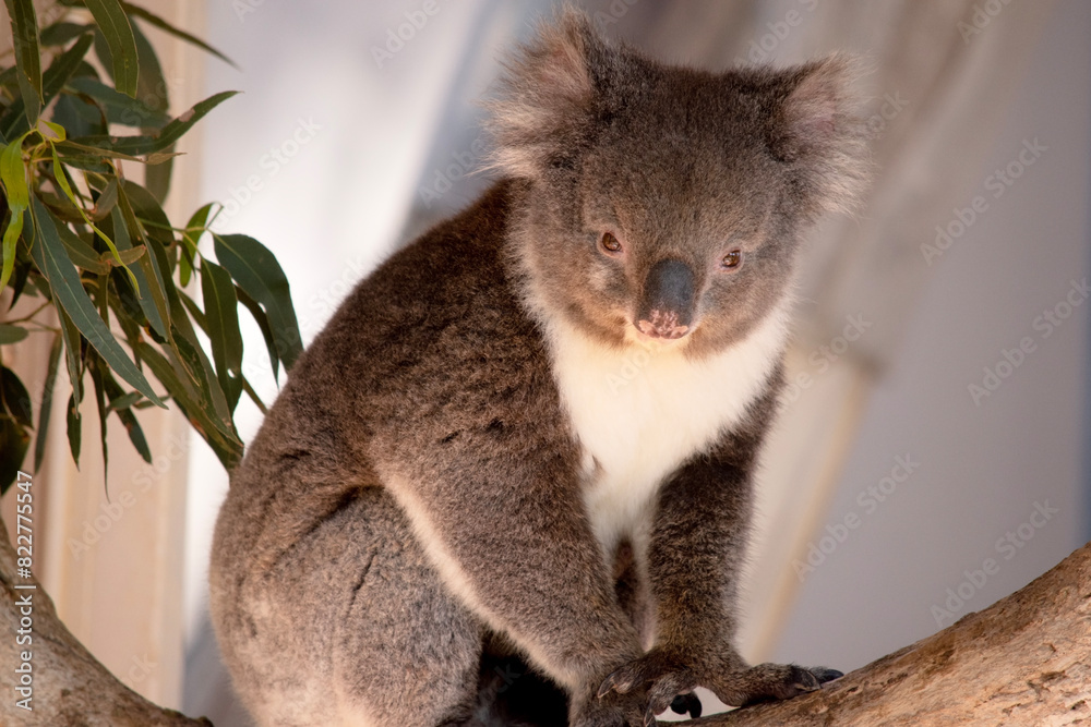 Naklejka premium the Koala has a large round head, big furry ears and big black nose. Their fur is usually grey-brown in color with white fur on the chest, inner arms, ears and bottom.