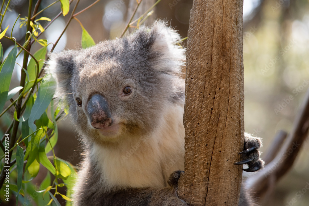 Obraz premium the Koala has a large round head, big furry ears and big black nose. Their fur is usually grey-brown in color with white fur on the chest, inner arms, ears and bottom.