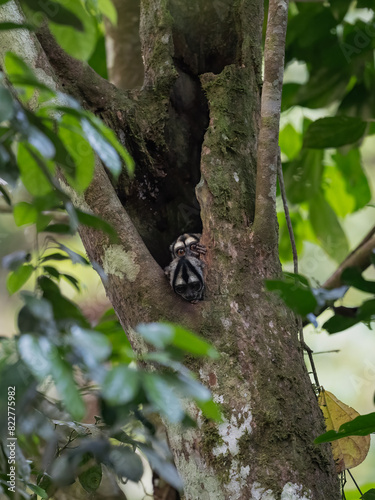 Two Spix's night monkey or owl monkey in the tree hole