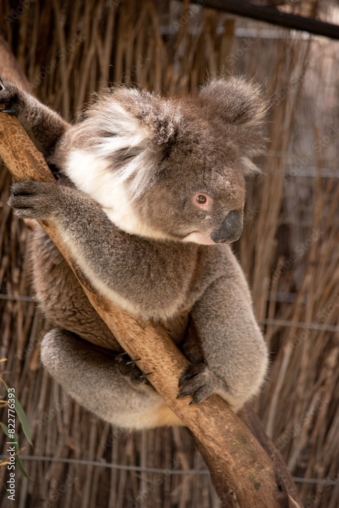 Fototapeta premium the Koala has a large round head, big furry ears and big black nose. Their fur is usually grey-brown in color with white fur on the chest, inner arms, ears and bottom.