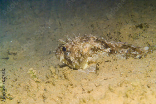 Black scorpionfish Scorpaena porcus  Scopenidae  Mediterranean Sea  Italy  Alghero  Capo Caccia