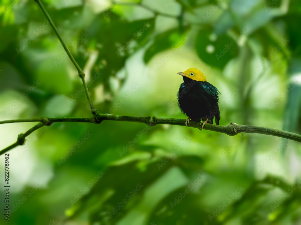 Golden Headed Manakin on tree branch against green background Golden Headed Manakin on tree branch against green background
