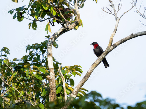 Purple-throated Fruitcrow on tree branch against sky