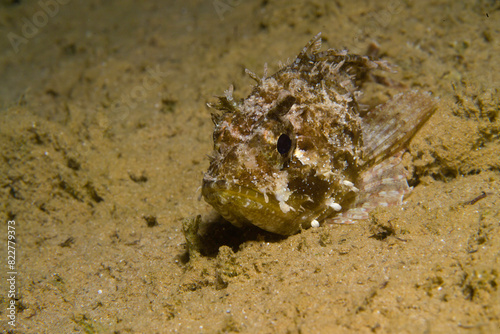 Slika na platnu Black scorpionfish Scorpaena porcus, Scopenidae, Mediterranean Sea, Italy, Alghe
