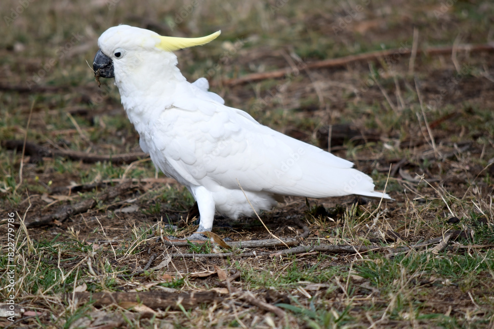 The sulphur crested cockatoo is a white bird with a yellow crest. The sulphur crested cockatoo is a white bird with a yellow crest.