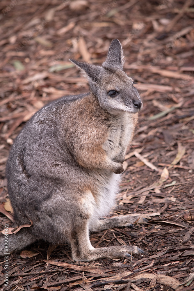 the tammar wallaby has dark greyish upperparts with a paler underside and rufous-coloured sides and limbs. The tammar wallaby has white stripes on its face. the tammar wallaby has dark greyish upperparts with a paler underside and rufous-coloured sides and limbs. The tammar wallaby has white stripes on its face.