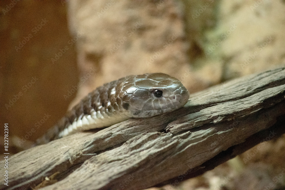 Fototapeta premium The tiger snake is a large and highly venomous snake of southern Australia,