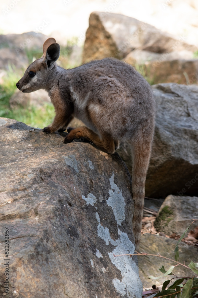 The Yellow-footed Rock-wallaby is brightly coloured with a white cheek stripe and orange ears. It is fawn-grey above with a white side-stripe, and a brown and white hip-stripe. The Yellow-footed Rock-wallaby is brightly coloured with a white cheek stripe and orange ears. It is fawn-grey above with a white side-stripe, and a brown and white hip-stripe.