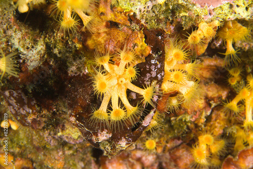 Yellow Encrusting Anemone, Parazoanthus axinellae Alghero, Capo Caccia, Sardinia, Italy, Mediterranean sea photo