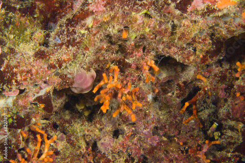 False coral, Myriapora truncata, Bryozoan Alghero, Capo Caccia, Sardinia, Italy Mediterranean Sea © antasfoto