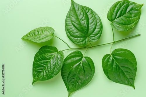 green betel leaves on a one color background - generative ai