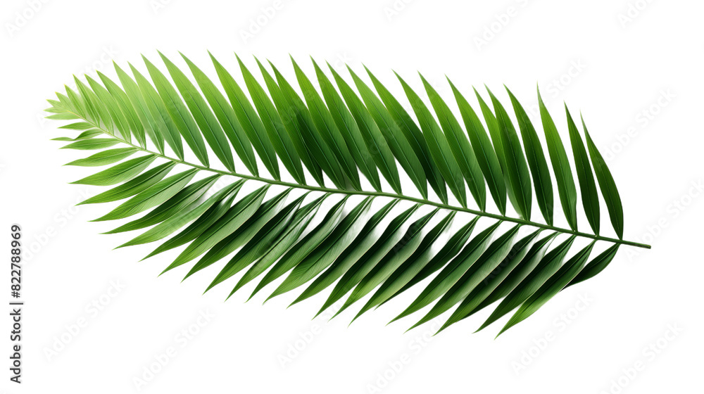 Tropical Green Palm Leaf isolated on transparent background, png, cut out. Tropical Green Palm Leaf isolated on transparent background, png, cut out.
