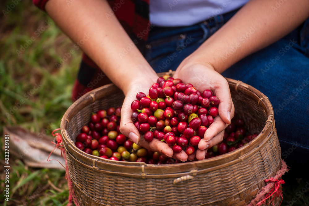 Fototapeta premium Close up hands harvest red seed in basket robusta arabica plant farm. Coffee plant farm woman Hands harvest raw coffee beans. Ripe Red berries plant fresh seed coffee tree growth in green eco farm