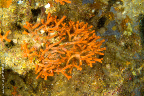 False coral, Myriapora truncata, Bryozoan Alghero, Capo Caccia, Sardinia, Italy Mediterranean Sea photo