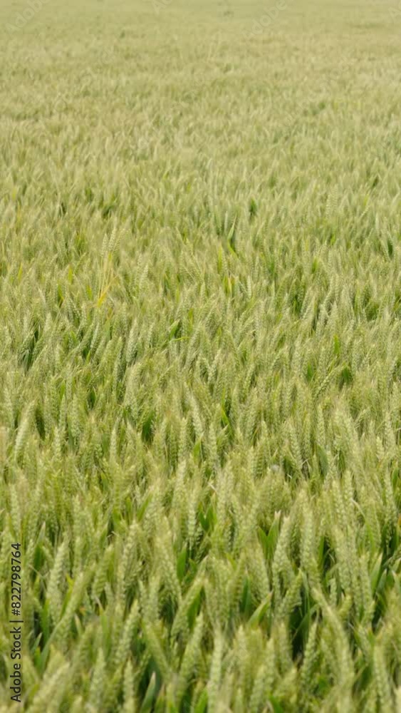 wheat field waving in wind. agriculture harvest. wheat field waving in wind. agriculture harvest.