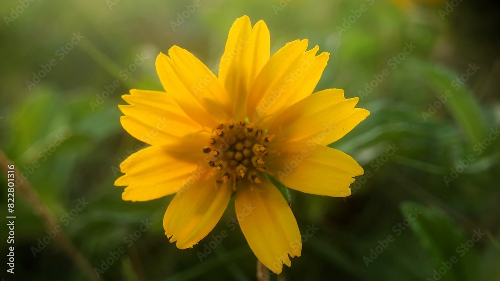 Yellow flower called Coreopsis Pubescent blooming in the city park Yellow flower called Coreopsis Pubescent blooming in the city park