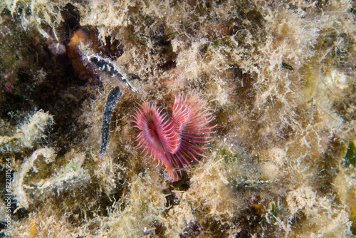 coral reef in the sea, Red Tube Worm (Serpula vermicularis) Mediterranean sea, Alghero, Capo Caccia, Sardinia, Italy. photo