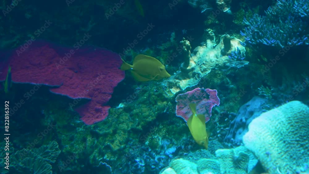coral reef with fish coral reef with fish