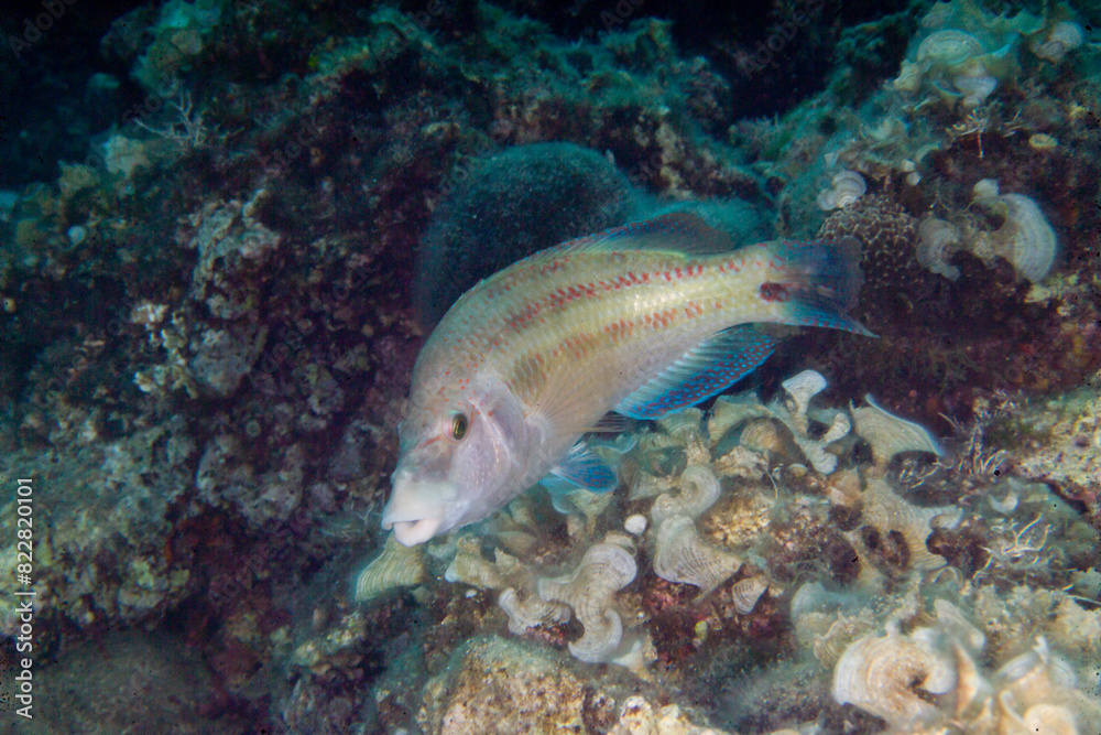 Obraz premium Male of east atlantic peacock wrasse (Symphodus tinca) or Crenilabrus pavo, among rocks, Alghero, Sardinia, Italy