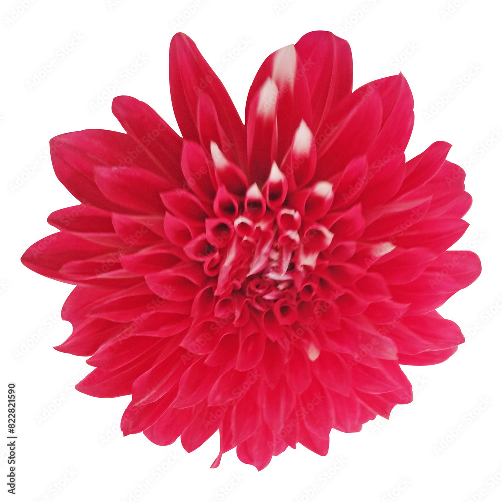 Fototapeta premium Red Dahlia Flower isolated On White Background