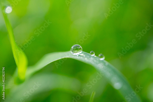 Macro Photo water drops on the green grass.Drops of dew in the morning glow in the sun. Beautiful leaf texture in nature. Fresh Natural background.Macro