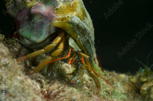 Hermit Crab (Clibanarius erythropus),  Alghero, Sardinia, Italy
 photo