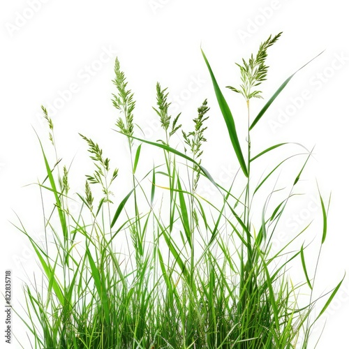 Cutout tropic grass meadow flowery isolated on white background  