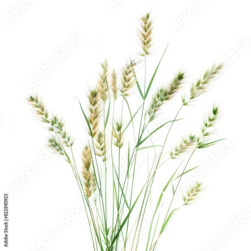 Grass flower shapes isolated on white background 