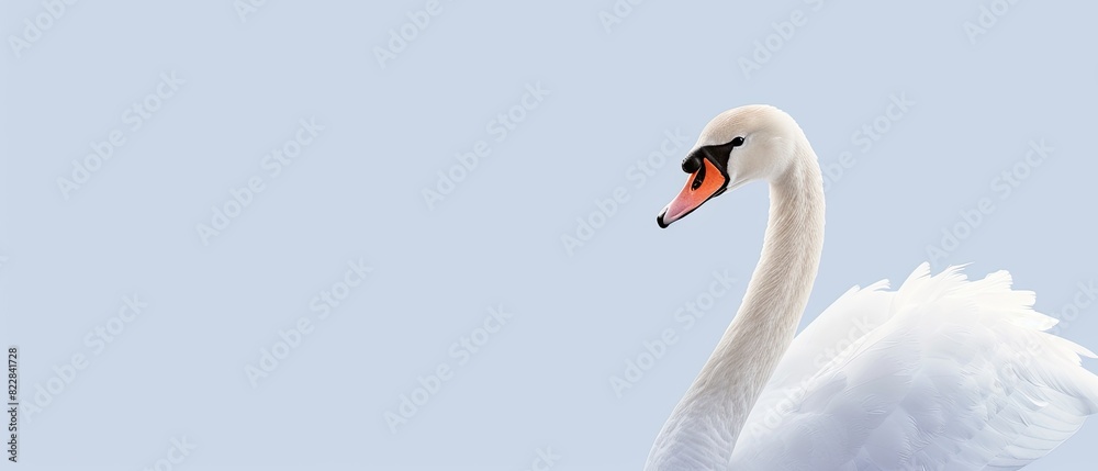 Fototapeta premium Gentle swan with blank copyspace on a pastel blue background