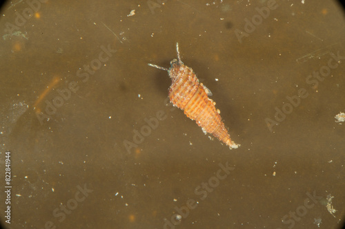 Bittium latreillii (Payraudeau, 1826) Sardinia, Italy photo