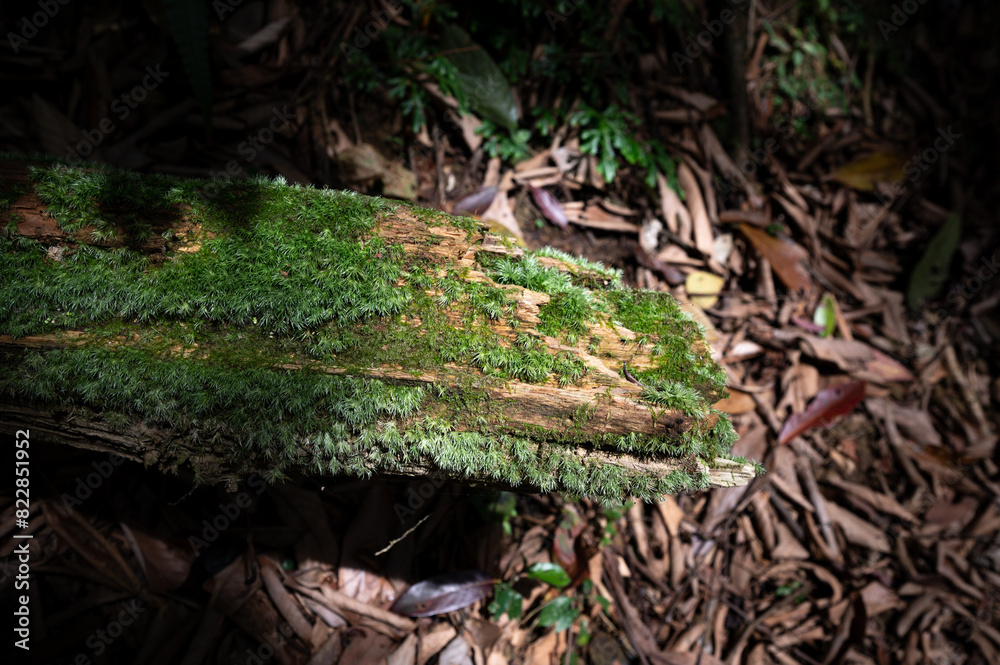 Fototapeta premium Close up of rotten wood cover by moss, and sunlight shines on it, in New Taipei City, Taiwan.