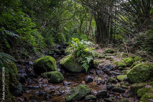 mountain trail hidden in the forest  big rocks covered with fern and moss by the side  in New Taipei City  Taiwan.