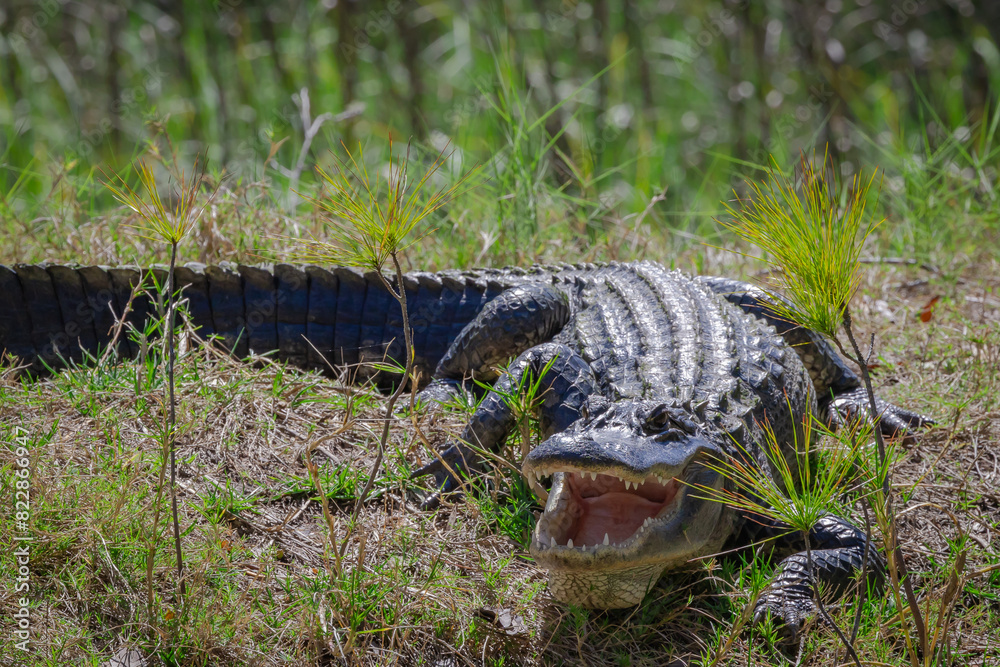 Obraz premium American Alligator guarding her brood on a canal on Jekyll Island, Georgia.