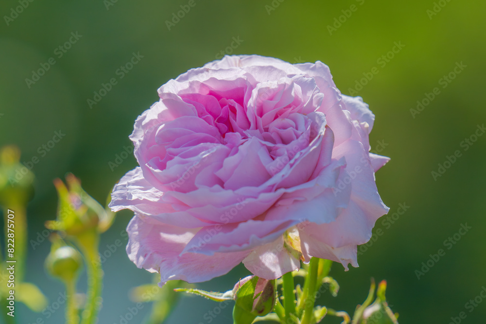 ピンクの薔薇 明るいコントラスト ピンクの薔薇 明るいコントラスト
