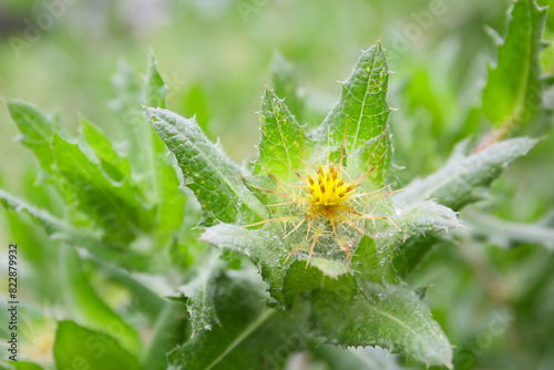 botanical background of blessed thistle in bloom