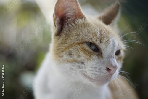 close-up photo of an orange cat
