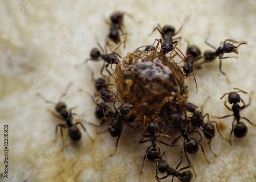 several ants are eating together