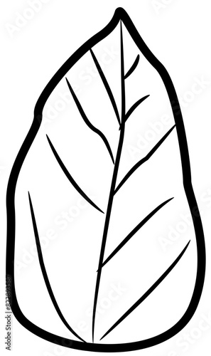 tropical botanical leaves