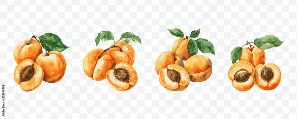 Apricot fruit watercolor isolated transparent objects Apricot fruit watercolor isolated transparent objects